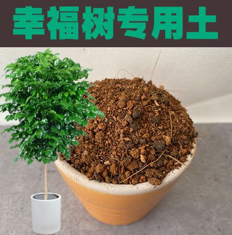 幸福树可以晒太阳吗