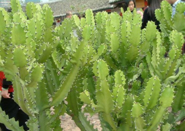 大戟科植物有哪些