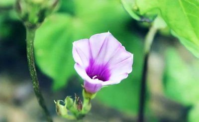 牵?；ㄏ不渡ぴ谑裁吹胤?牵牛花生长环境条件