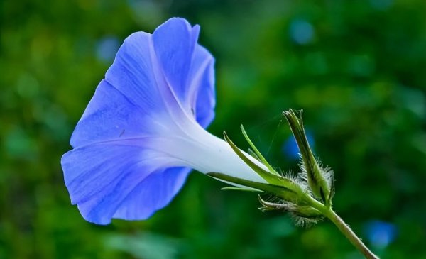 牵牛花喜欢生长在什么地方