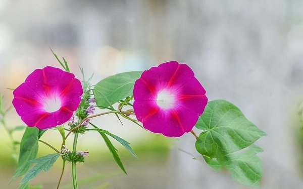 牵牛花喜欢生长在什么地方