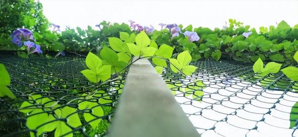 牵牛花喜欢生长在什么地方