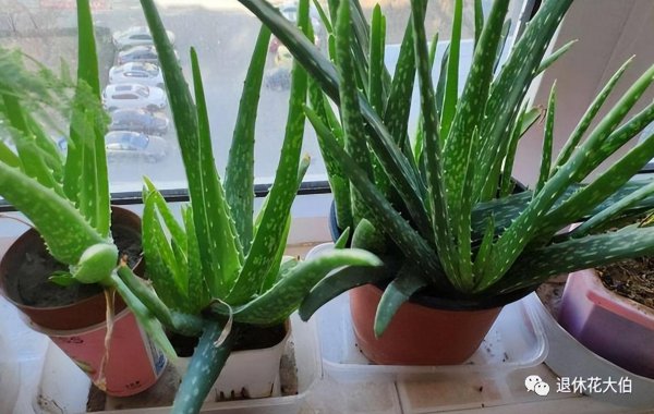 芦荟可以放卧室内养吗