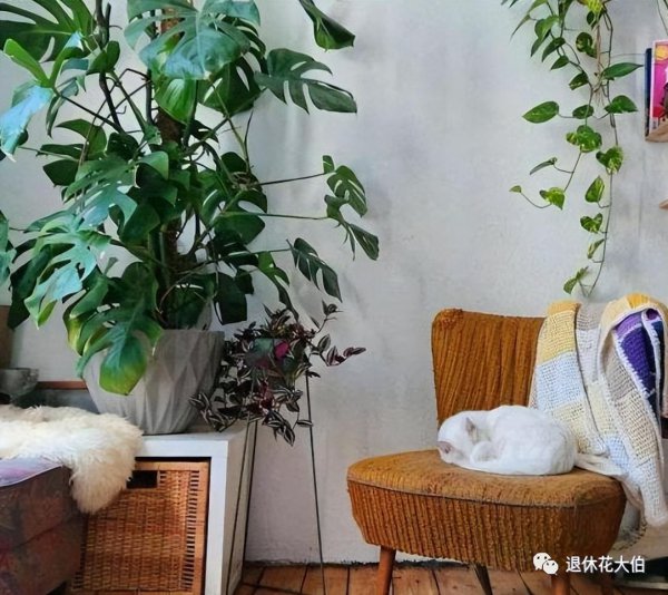 芦荟可以放卧室内养吗
