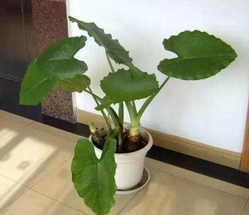 石蒜花可以养在家里吗