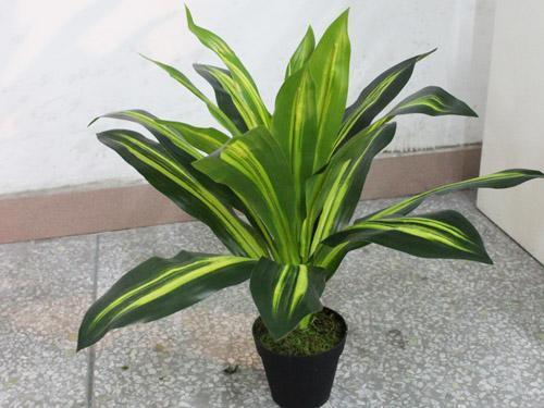 石蒜花可以养在家里吗