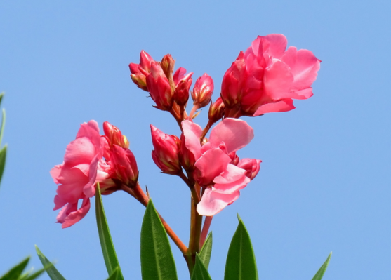 石蒜花可以养在家里吗