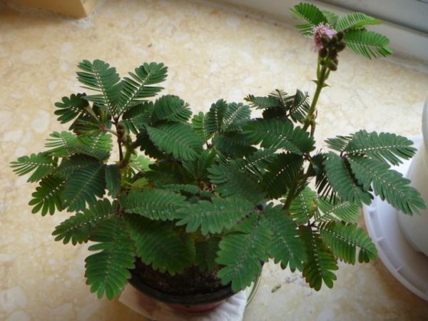 石蒜花可以养在家里吗