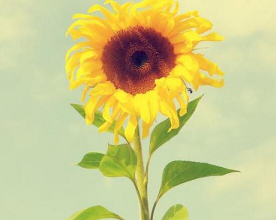 向日葵什么季节开放