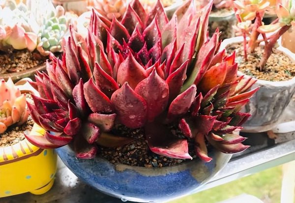 霜花多肉好养吗