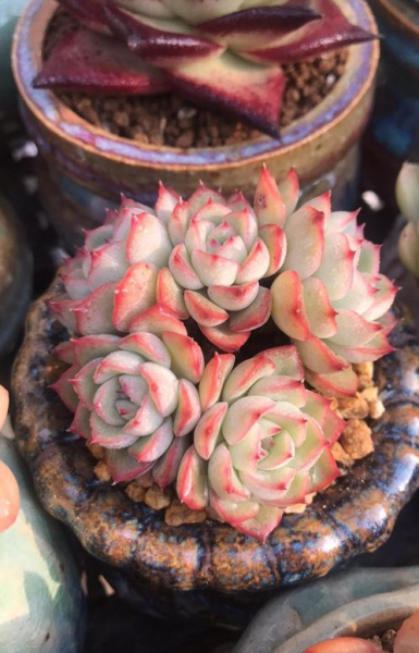 霜花多肉好养吗
