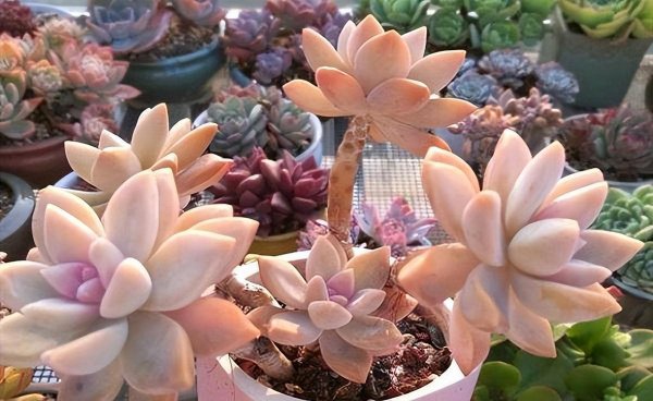 霜花多肉好养吗
