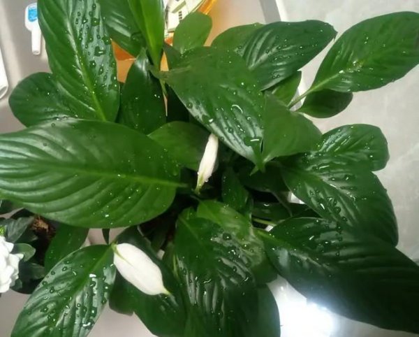 一帆风顺的花怎么养才好