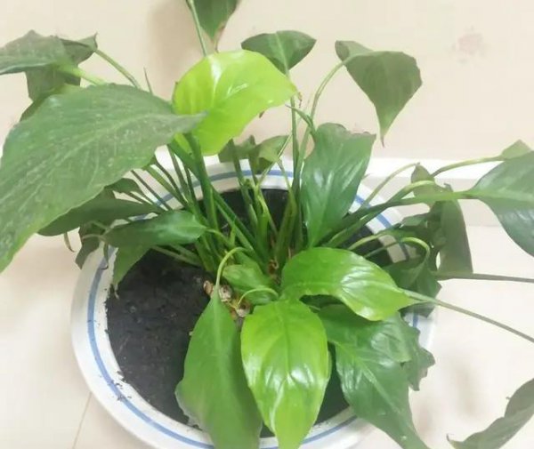一帆风顺的花怎么养才好