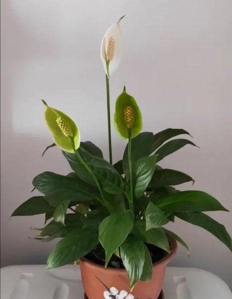 一帆风顺的花怎么养才好