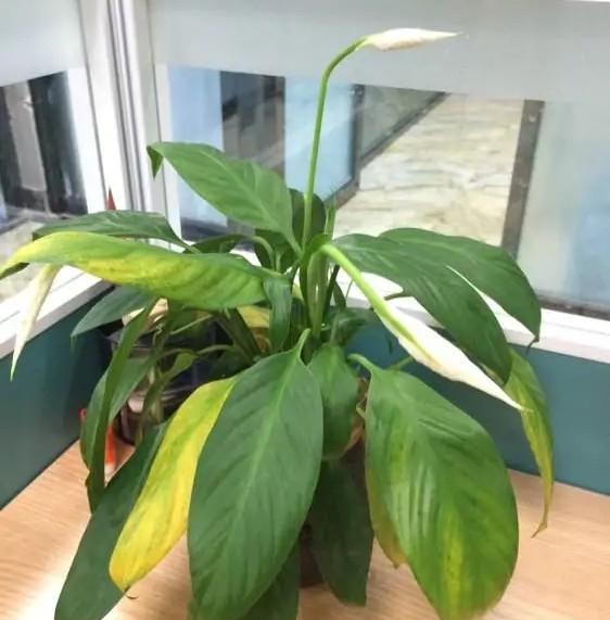 一帆风顺的花怎么养才好