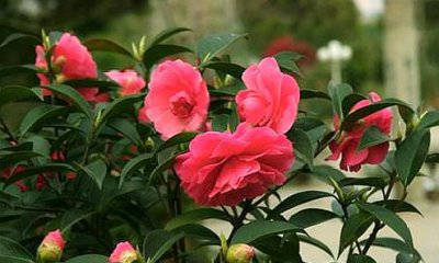 茶花喜欢阳光吗 茶花适合生长的环境