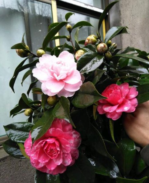 茶花喜欢阳光吗
