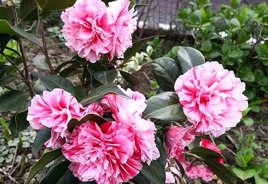 茶花喜欢阳光吗