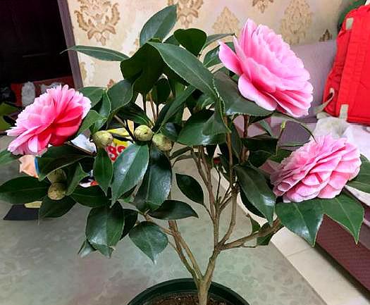 茶花喜欢阳光吗