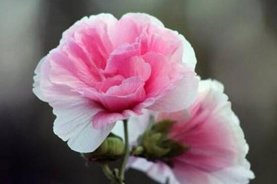芙蓉花什么季节开
