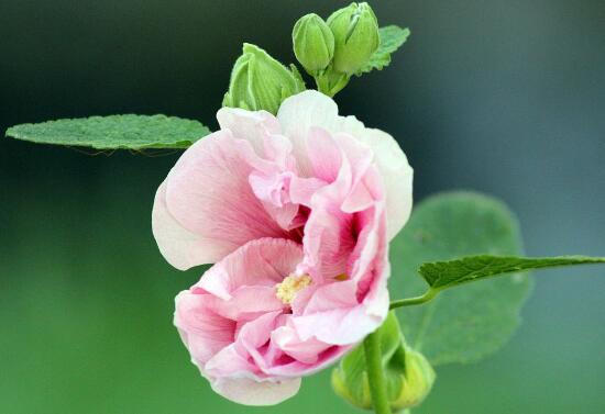 芙蓉花什么季节开