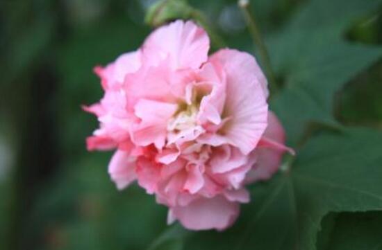 芙蓉花什么季节开