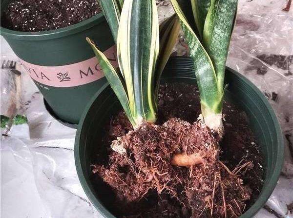 虎皮兰适合几月份移栽
