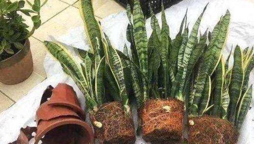虎皮兰适合几月份移栽