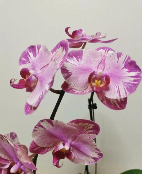 兰花品种有哪些