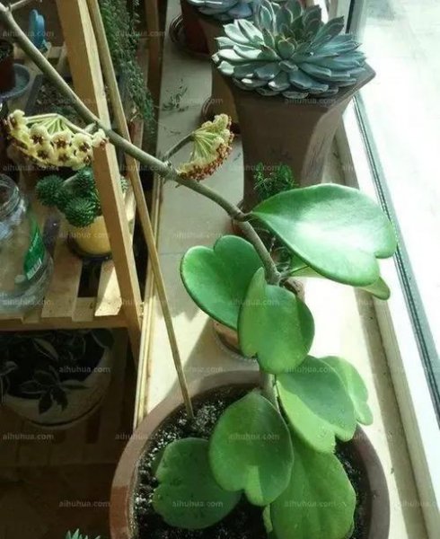 兰花品种有哪些