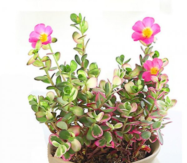 多肉植物会开花吗