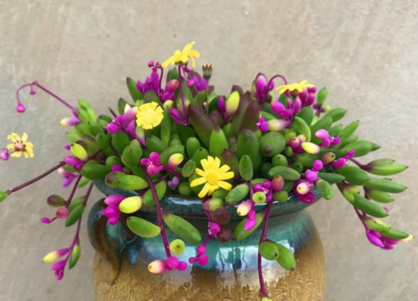 多肉植物会开花吗