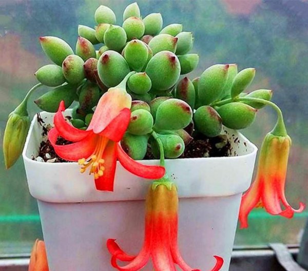 多肉植物会开花吗
