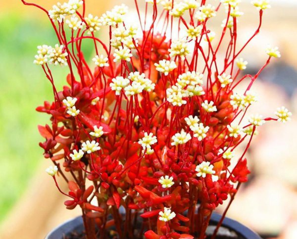 多肉植物会开花吗