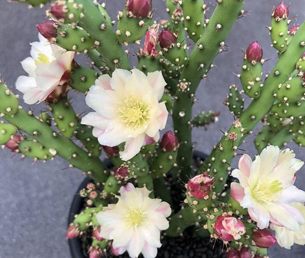 多肉植物会开花吗