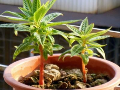 凤仙花几天浇一次水