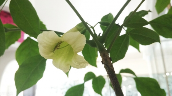 幸福树几天浇一次水
