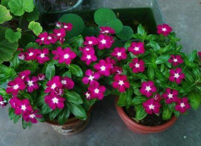 牵?；梢灾衷谘籼?室外阳台适合养的植物推荐