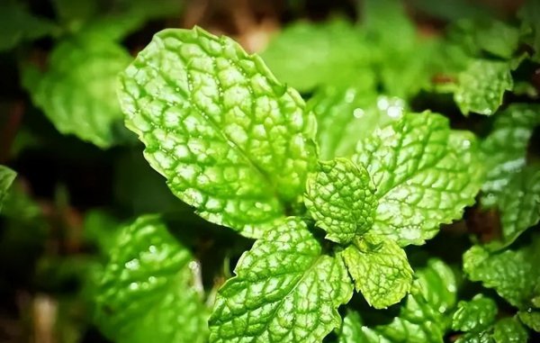 茉莉花适合放在卧室吗