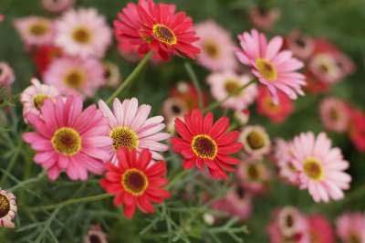 非洲菊花语是什么意思 非洲菊的寓意和象征