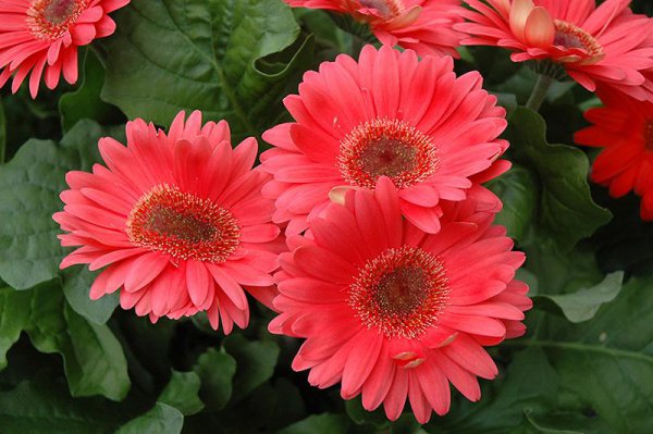 非洲菊花语是什么意思