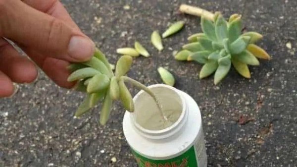 剪下来的多肉枝怎么种
