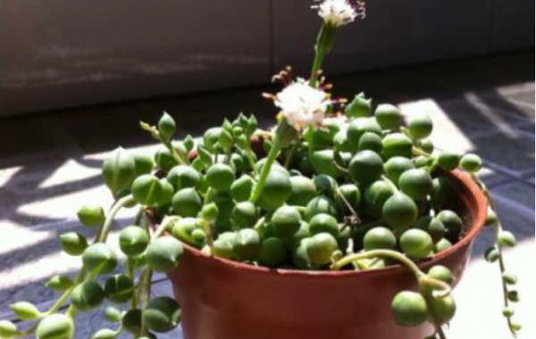 开花的多肉有哪些品种