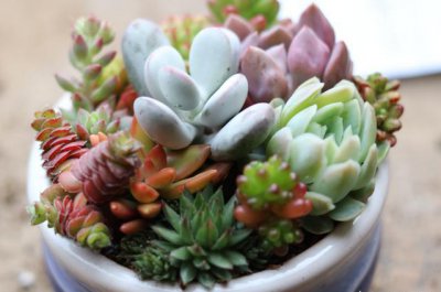 如何养护多肉植物 多肉日常养护知识要点