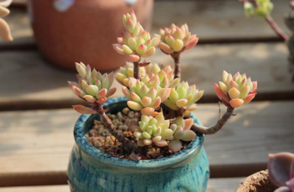 如何养护多肉植物
