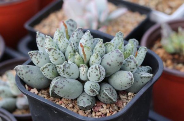 如何养护多肉植物