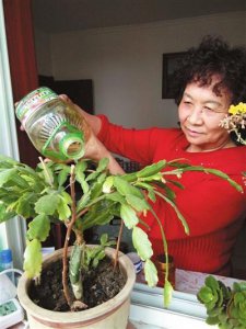 花草怎么养才能长好 有关养绿植小技巧
