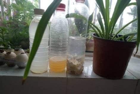 花草怎么养才能长好