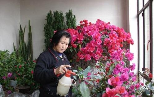 花草怎么养才能长好